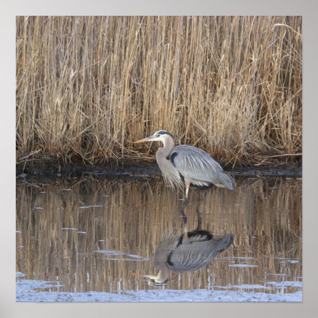 Great Blue Heron Photo Poster (Front)
