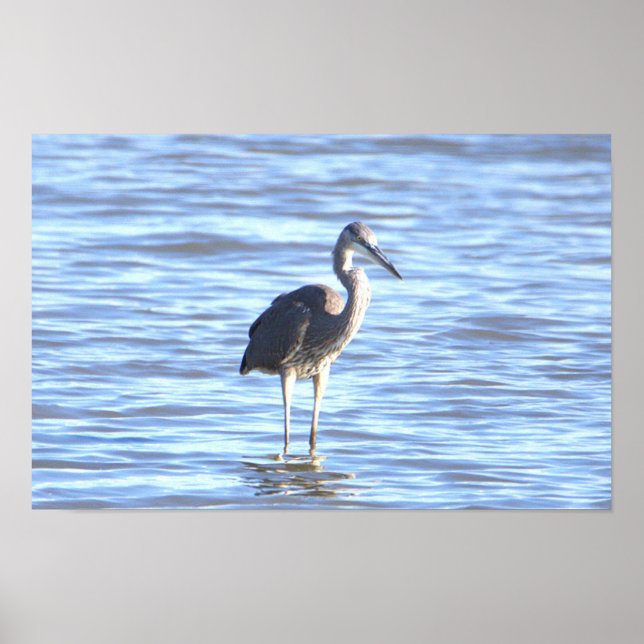 Great Blue Heron Photo Poster (Front)