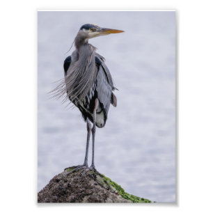 Great Blue Heron Photo Print