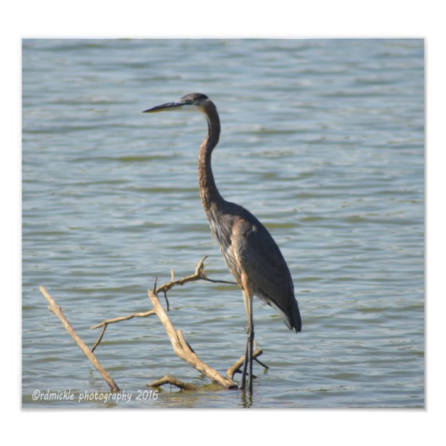 Great Blue Heron Photo Print (Front)