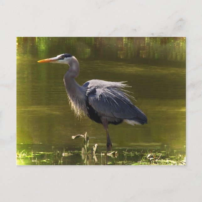 Great Blue Heron Postcard (Front)