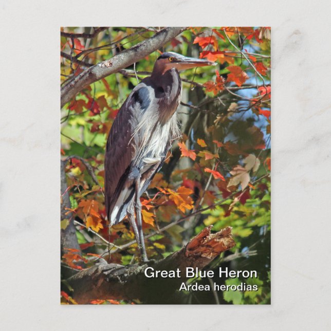Great Blue Heron Postcard (Front)