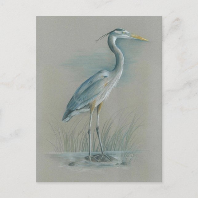 Great Blue Heron Postcard (Front)