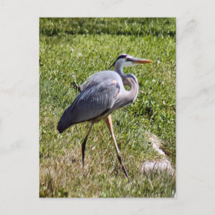 Great Blue Heron Postcard