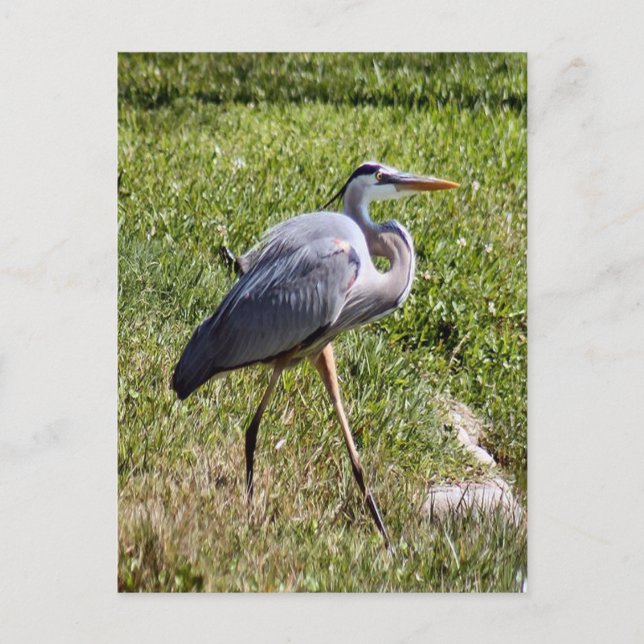 Great Blue Heron Postcard (Front)