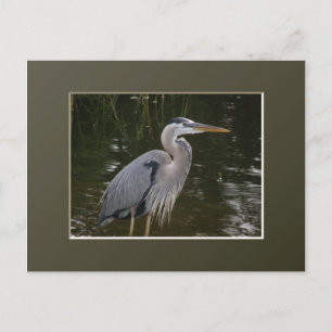 Great Blue Heron Postcard