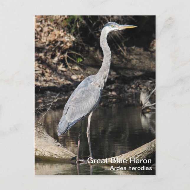 Great Blue Heron Postcard (Front)