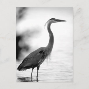 Great Blue Heron Postcard
