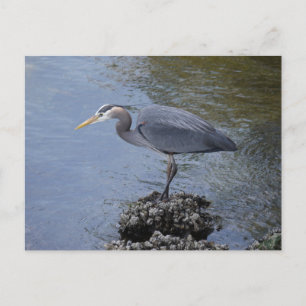 Great Blue Heron Postcard