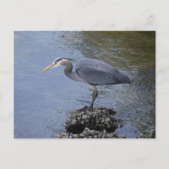 Great Blue Heron Postcard (Front)