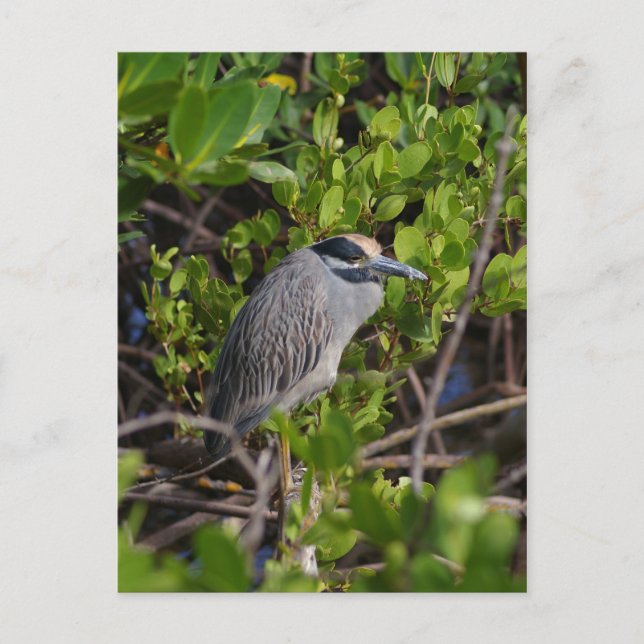 Great Blue Heron Postcard (Front)
