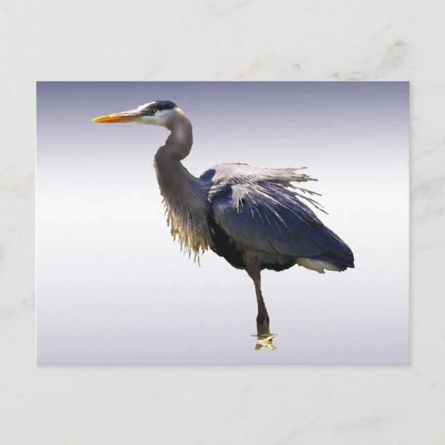 Great Blue Heron Postcard (Front)