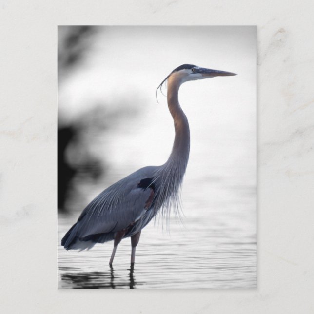Great Blue Heron Postcard (Front)