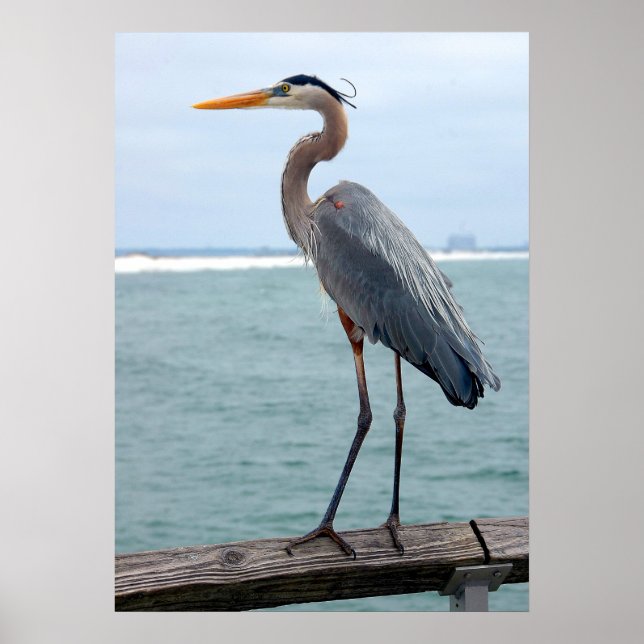 Great Blue Heron poster (Front)