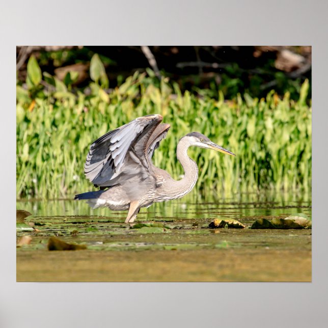 Great Blue Heron Poster (Front)