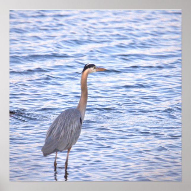 Great Blue Heron Poster (Front)