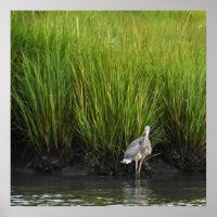 Great Blue Heron Poster