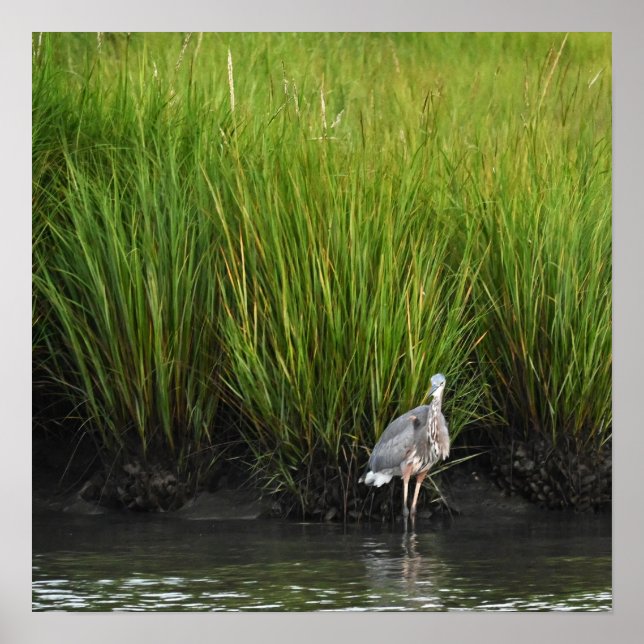 Great Blue Heron Poster (Front)