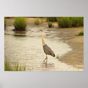 Great Blue Heron Poster