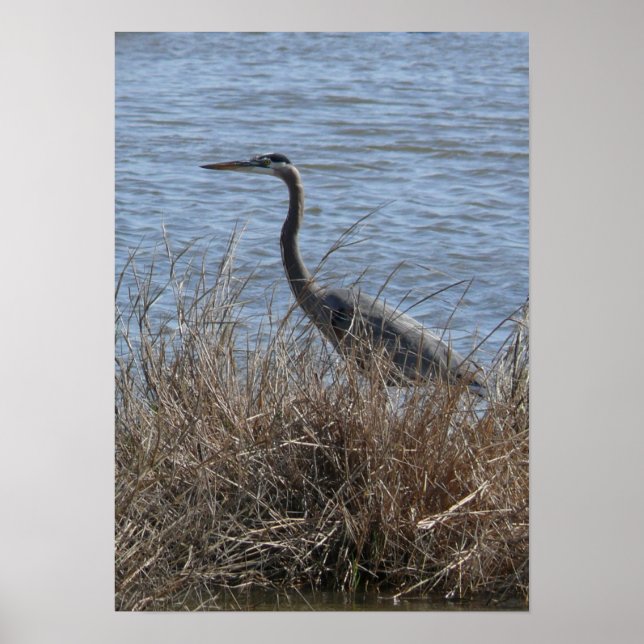 Great blue Heron Poster (Front)