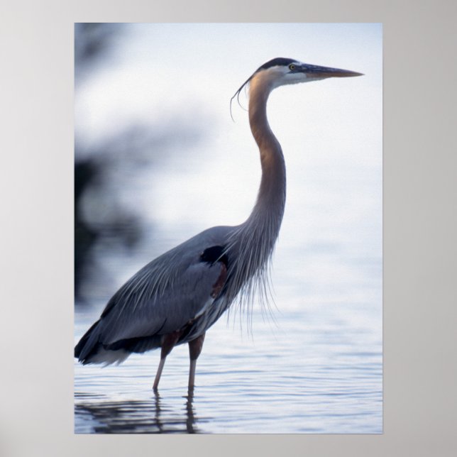 Great Blue Heron Poster (Front)