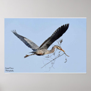Great Blue Heron Poster