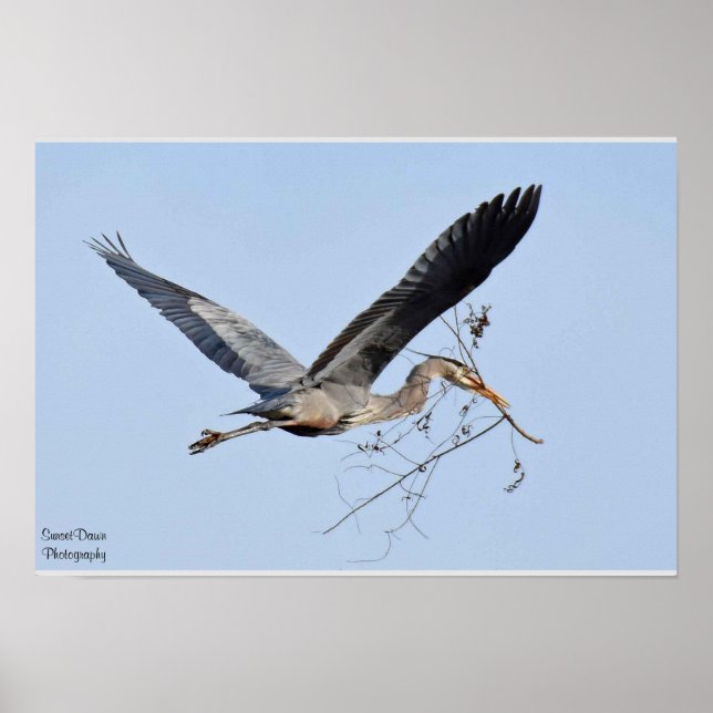 Great Blue Heron Poster (Front)