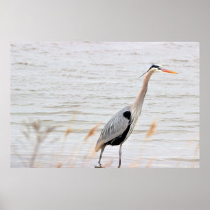 Great Blue Heron Poster
