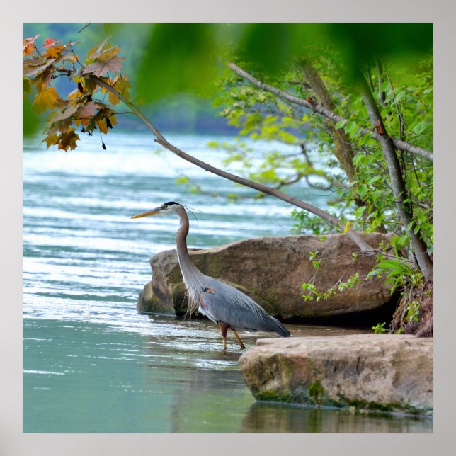 Great Blue Heron Poster (Front)