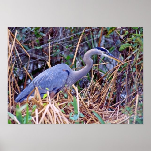 GREAT BLUE HERON POSTER (Front)