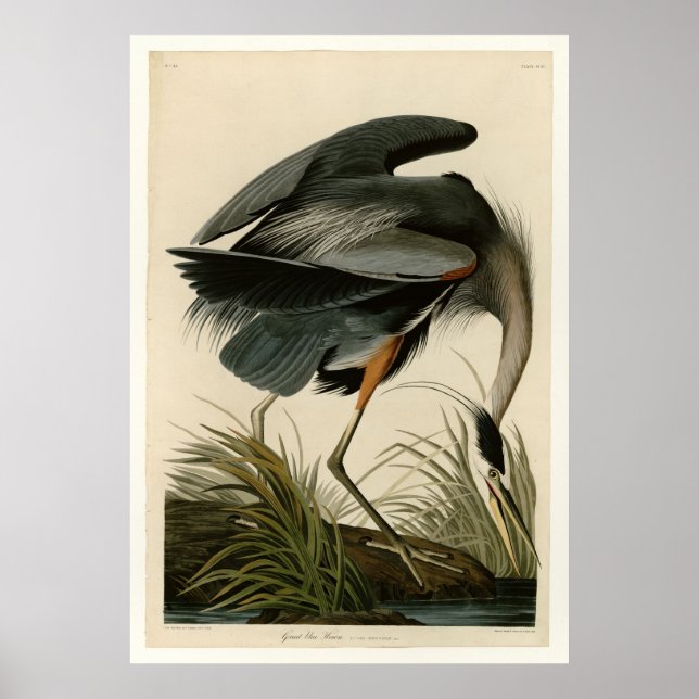 Great Blue Heron Poster (Front)
