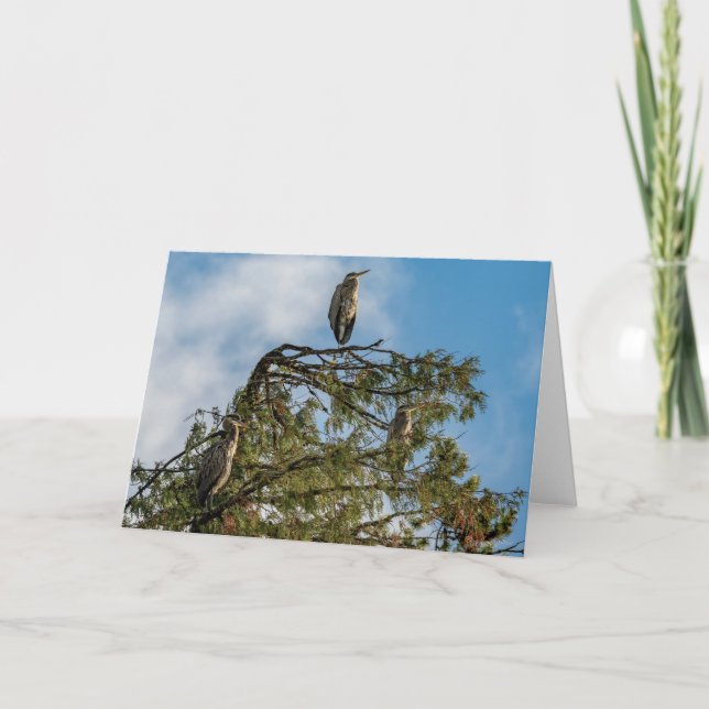 Great Blue Heron Roost Thank You Card (Front)