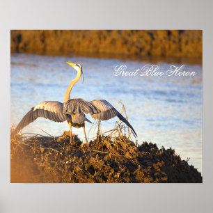 Great Blue Heron Spreading Wings Poster