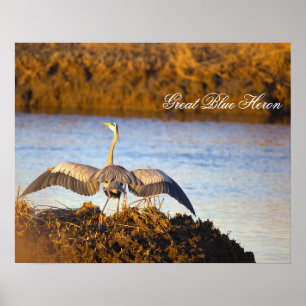 Great Blue Heron Spreading Wings Poster