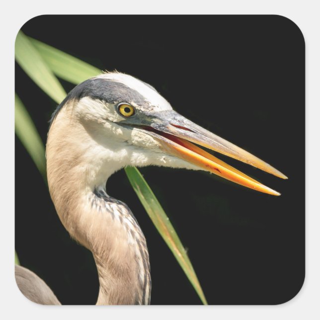 Great Blue Heron Square Sticker (Front)