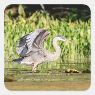 Great Blue Heron Square Sticker