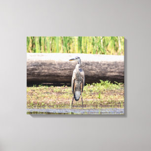 Great Blue Heron standing in Lake Champlain Canvas Print