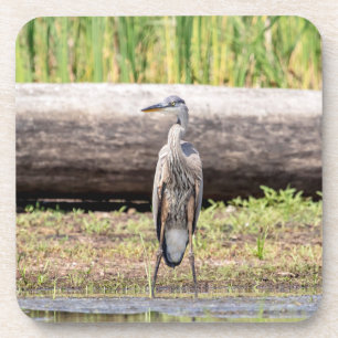 Great Blue Heron standing in Lake Champlain Coaster