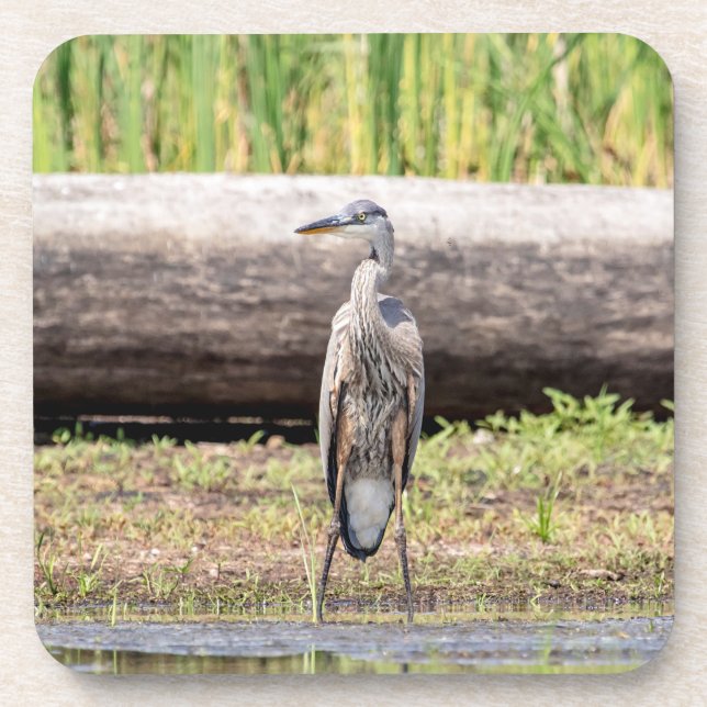 Great Blue Heron standing in Lake Champlain Coaster (Front)