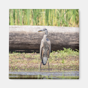 Great Blue Heron standing in Lake Champlain Magnet
