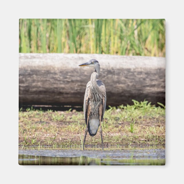 Great Blue Heron standing in Lake Champlain Magnet (Front)