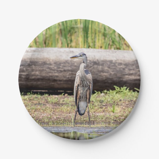Great Blue Heron standing in Lake Champlain Paper Plate (Front)