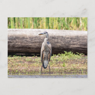 Great Blue Heron standing in Lake Champlain Postcard