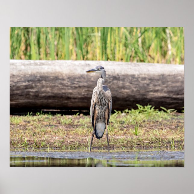 Great Blue Heron standing in Lake Champlain Poster (Front)