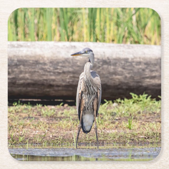 Great Blue Heron standing in Lake Champlain Square Paper Coaster (Front)