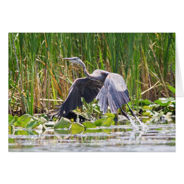 Great Blue Heron taking off (Front Horizontal)