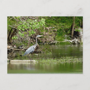 Great Blue Heron Tennessee river wildlife nature Postcard