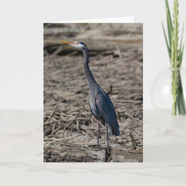 Great Blue Heron  Thank You Card (Front)