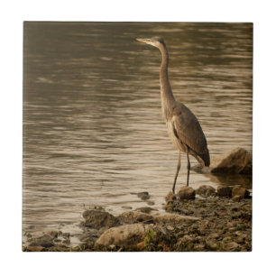 Great Blue Heron Tile