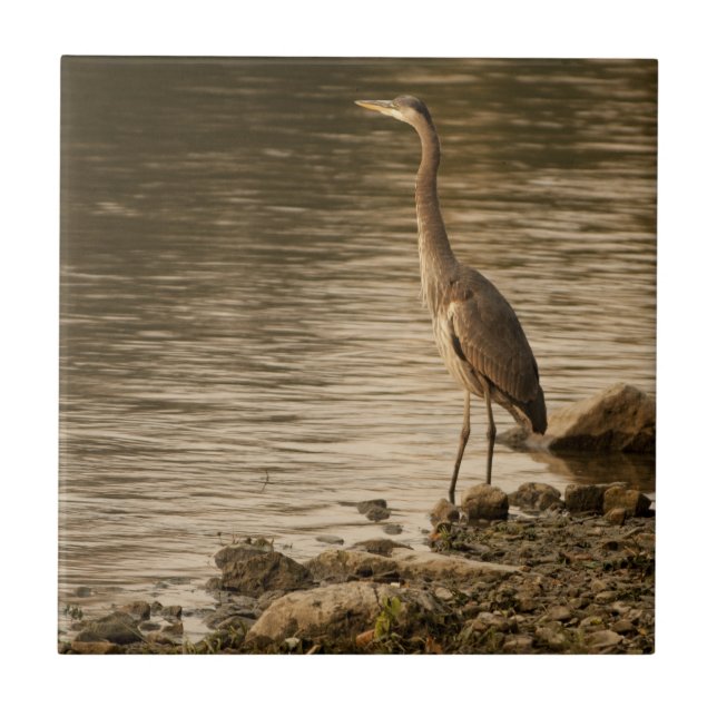 Great Blue Heron Tile (Front)